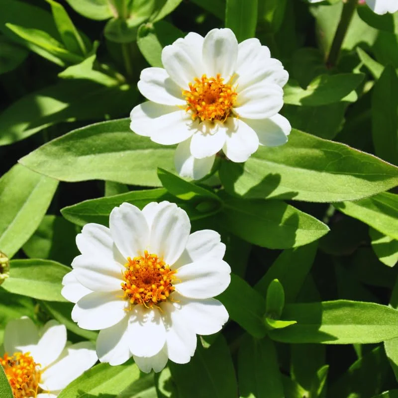 Zinnia Plants Live, White Zinnia Flowers Plants, Set 6 Plants, Live Zinnia Plants Potted, 4 Inc Tall, Indoor Outdoor Gardening