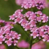 Yarrow Plants Live Indoor, Set 2 Plants, Deep Rose Yarrow Live Plants, 3 To 5 Inches Tall, Yarrow Plant Pot 4 Inches, Yarrow Flower Plants