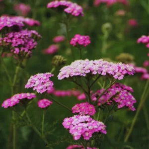 Yarrow Plants Live Indoor, Set 2 Plants, Deep Rose Yarrow Live Plants, 3 To 5 Inches Tall, Yarrow Plant Pot 4 Inches, Yarrow Flower Plants