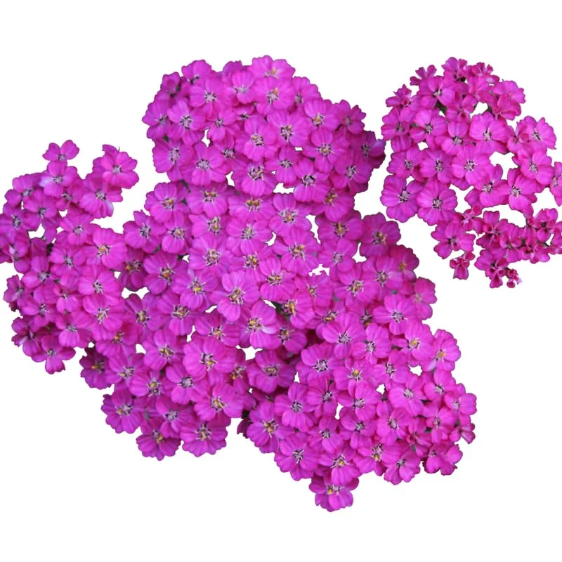 Set 6 Yarrow Plants Live Outdoors Indoors, 4 Inches Pot, Deep Rose Yarrow Live Plants, Yarrow Flower Plants
