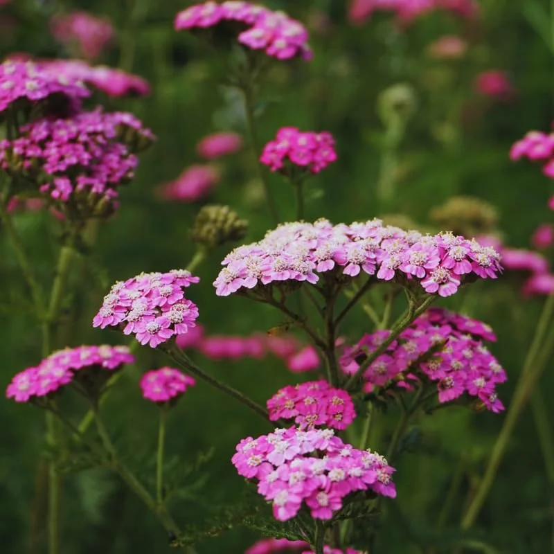Set 6 Yarrow Plants Live Outdoors Indoors, 4 Inches Pot, Deep Rose Yarrow Live Plants, Yarrow Flower Plants