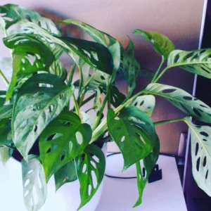 Live Monstera Plant Pot, Set 4 Plants, Monstera Live Plants Indoor, 3 To 5 Inches Tall, Monstera Plant Live Starter Plants