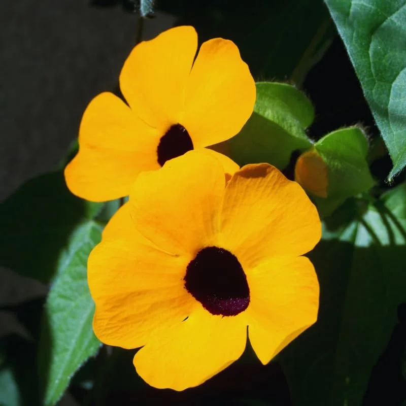 Live Thunbergia Plants Pot, Orange Thunbergia Flower Plants Indoor Outdoor Garden, Set 2 Plants, Thunbergia Plants Live From 4 Inches Tall
