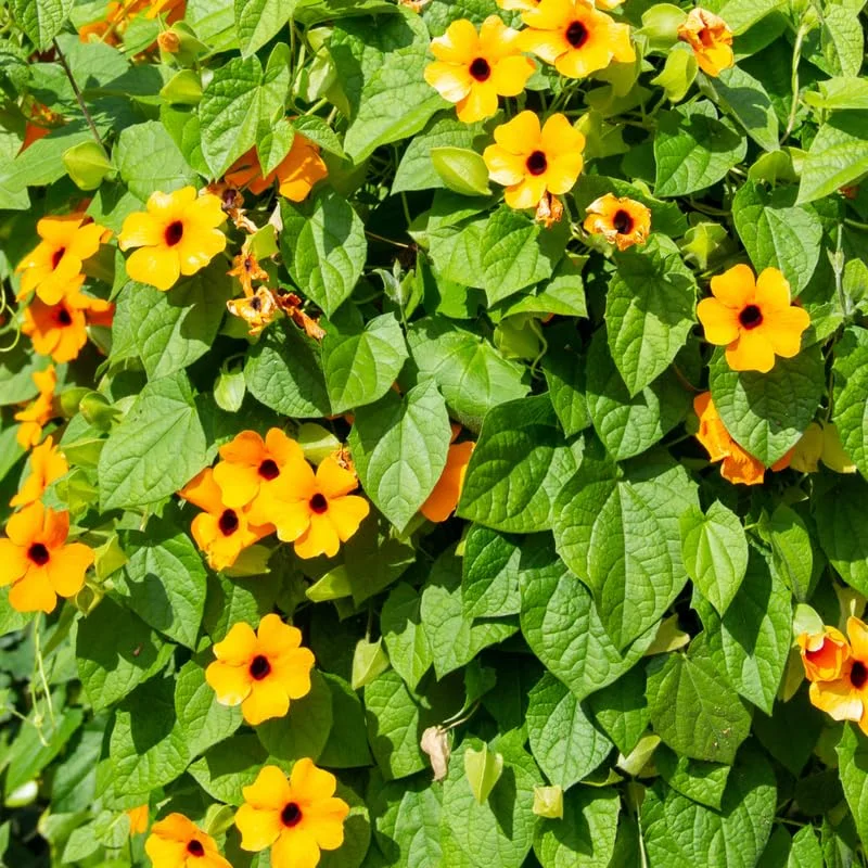 Live Thunbergia Plants Pot, Orange Thunbergia Flower Plants Indoor Outdoor Garden, Set 2 Plants, Thunbergia Plants Live From 4 Inches Tall