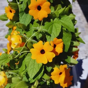 Live Thunbergia Plants Pot, Orange Thunbergia Flower Plants Indoor Outdoor Garden, Set 2 Plants, Thunbergia Plants Live From 4 Inches Tall