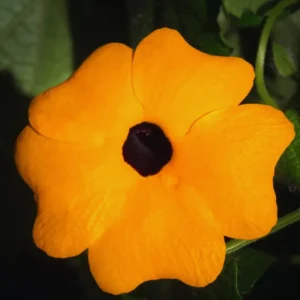 Live Thunbergia Plants Pot, Orange Thunbergia Flower Plants Indoor Outdoor Garden, Set 2 Plants, Thunbergia Plants Live From 4 Inches Tall