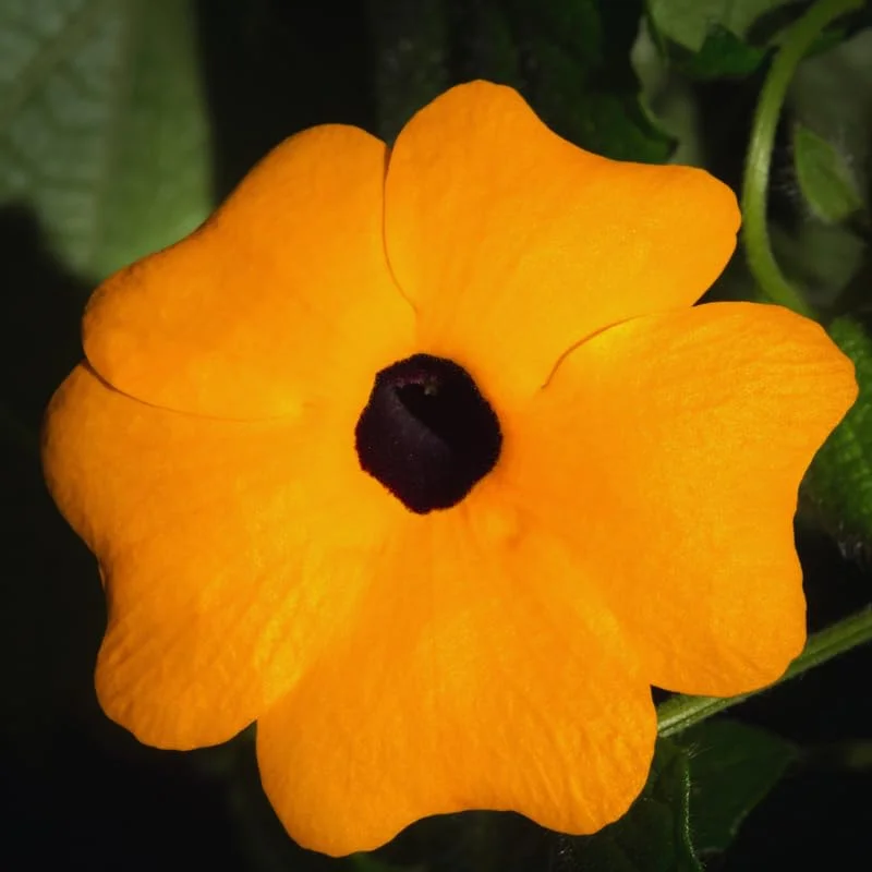 Live Thunbergia Plants Pot, Orange Thunbergia Flower Plants Indoor Outdoor Garden, Set 2 Plants, Thunbergia Plants Live From 4 Inches Tall