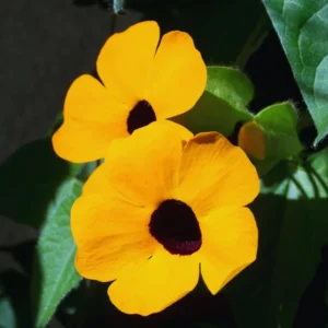 Orange Thunbergia Flower Plants Indoor Outdoor Garden, Set 4 Plants, Thunbergia Plants Live In 4 Inches Pot, Live Thunbergia Plants