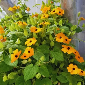 Thunbergia Plants Live In 4 Inches Pot, Live Orange Thunbergia Plants, Combo 6 Plants, Thunbergia Live Plant Pot