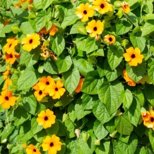 Thunbergia Plants Live In 4 Inches Pot, Live Orange Thunbergia Plants, Combo 6 Plants, Thunbergia Live Plant Pot