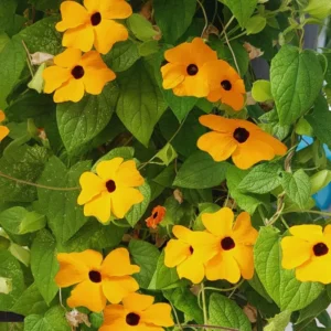 Orange Thunbergia Flower Plants Indoor Outdoor Garden, Set 4 Plants, Thunbergia Plants Live In 4 Inches Pot, Live Thunbergia Plants