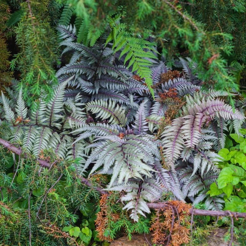 Ferns Live Plant Indoor, Quart Pot, Japanese Painted Fern Plant, Fern Live Plant, Fern Plant Pot, Fern Indoor Plant, 4 to 8 Inches Tall