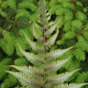 Ferns Live Plant Indoor, Quart Pot, Japanese Painted Fern Plant, Fern Live Plant, Fern Plant Pot, Fern Indoor Plant, 4 to 8 Inches Tall