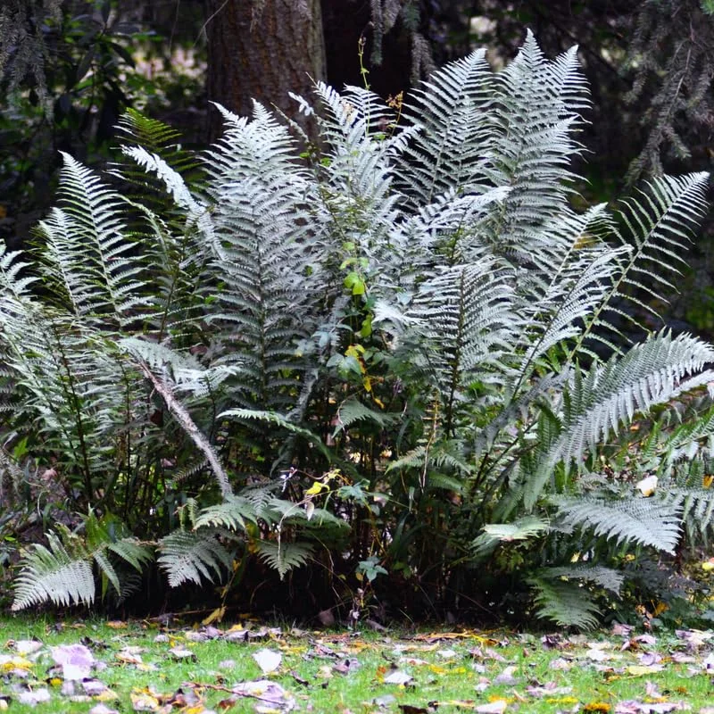 Ferns Live Plant Indoor, Quart Pot, Japanese Painted Fern Plant, Fern Live Plant, Fern Plant Pot, Fern Indoor Plant, 4 to 8 Inches Tall