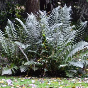 Japanese Painted Fern Plant, Quart Pot, Ferns Live Plant Indoor, Fern Live Plant, Fern Plant Pot, Fern Indoor Plant, 4 to 8 Inches Tall