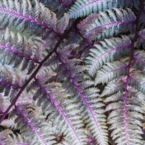 Japanese Painted Fern Plant, Quart Pot, Ferns Live Plant Indoor, Fern Live Plant, Fern Plant Pot, Fern Indoor Plant, 4 to 8 Inches Tall