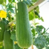 Luffa Plants Live, Live Luffa Plants, 02 Plants in 4 Inch Pot, Luffa Gourd Plant, Loofah Plant Live Indoor Outdoor