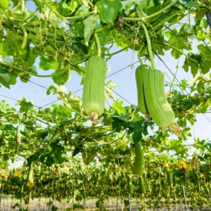 Luffa Plants Live, Live Luffa Plants, 02 Plants in 4 Inch Pot, Luffa Gourd Plant, Loofah Plant Live Indoor Outdoor