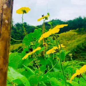 Luffa Plants Live, Live Luffa Plants, 02 Plants in 4 Inch Pot, Luffa Gourd Plant, Loofah Plant Live Indoor Outdoor