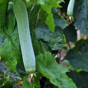 Live Luffa Plants, 02 Plants in 4 Inch Pot, Luffa Gourd Plant, Luffa Plants Live, Loofah Plant Live, Vegetable Plants Live for Garden