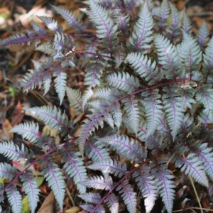 2 Ferns Live Plants Indoor, Japanese Painted Fern Plant, Quart Pot, Fern Live Plant, Fern Plant Pot, Fern Indoor Plant, 4 to 8 Inches Tall, 2 Plants