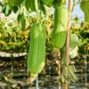 Live Luffa Plants, 02 Plants in 4 Inch Pot, Luffa Gourd Plant, Luffa Plants Live, Loofah Plant Live, Vegetable Plants Live for Garden