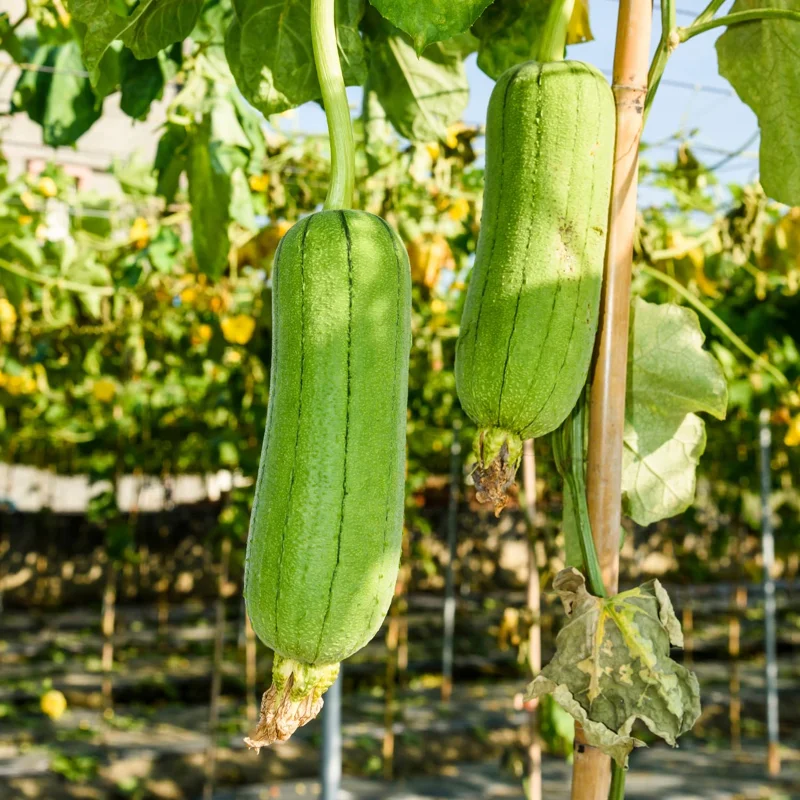Luffa Plants Live, Live Luffa Plants, 04 Plants in 4 Inch Pot, Luffa Gourd Plant, Loofah Plant Live Indoor Outdoor, Luffa Plant Pot