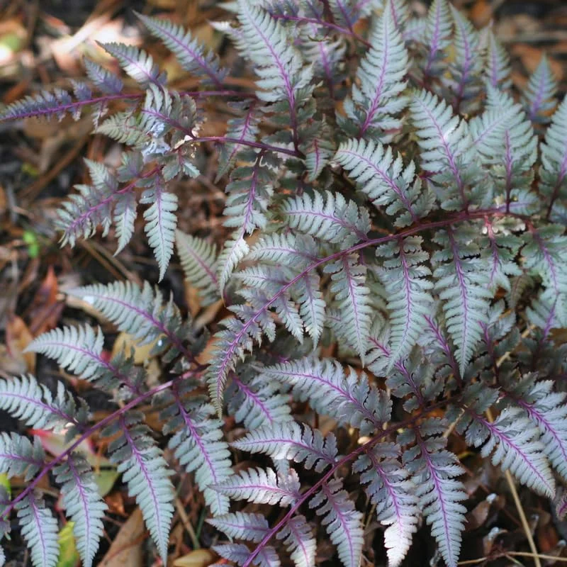 Pack 02 of Japanese Painted Fern Plants, Quart Pot, Ferns Live Plant Indoor, Fern Live Plant, Fern Plant Pot, 4 to 8 Inches Tall, Fern Indoor Plant, Ready to Plant