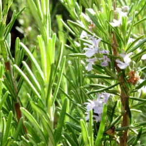 Rosemary Plants Live, 8 to 10 Inc Tall, Live Rosemary Plants Indoor Outdoor, Rosemary Plant Pot, Rosemary Live Plant 4 Inc Potted