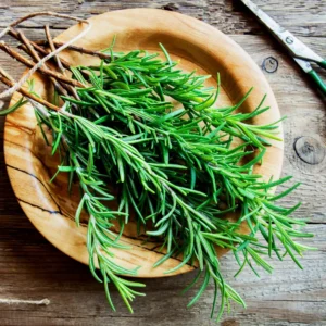 Rosemary Plants Live, 8 to 10 Inc Tall, Live Rosemary Plants Indoor Outdoor, Rosemary Plant Pot, Rosemary Live Plant 4 Inc Potted