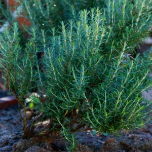 Rosemary Plants Live, Live Rosemary Plants Indoor Outdoor, 7 to 9 Inches Long, Rosemary Plant Pot, Rosemary Starter Plant Indoor, Rosemary Live Plant 4 Inc Potted