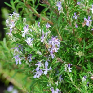 Rosemary Plants Live, Live Rosemary Plants Indoor Outdoor, 7 to 9 Inches Long, Rosemary Plant Pot, Rosemary Starter Plant Indoor, Rosemary Live Plant 4 Inc Potted