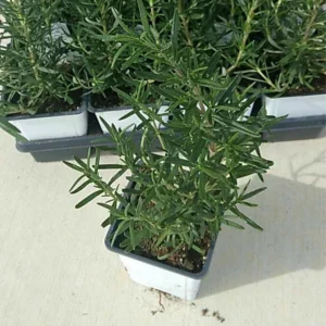 Rosemary Plants Live, 8 to 10 Inc Tall, Live Rosemary Plants Indoor Outdoor, Rosemary Plant Pot, Rosemary Live Plant 4 Inc Potted