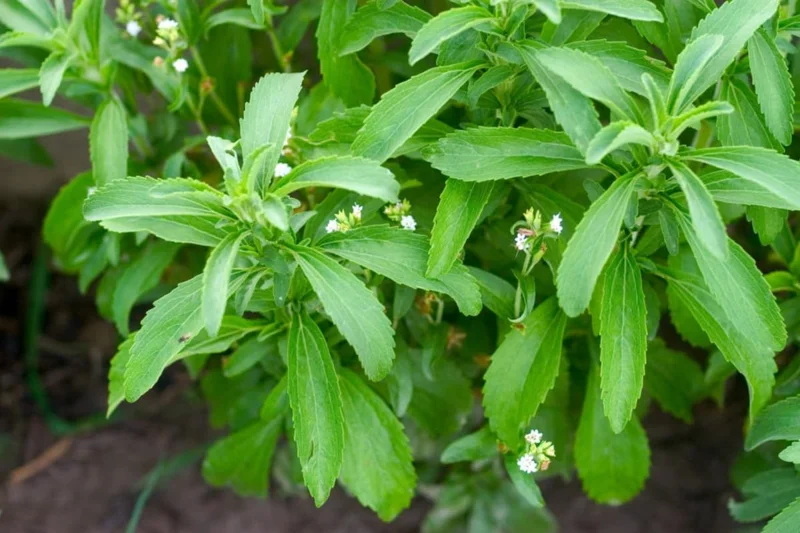 Stevia Plant Live, Sweet Leaf Stevia Live Plant, Live Stevia Plant for Garden, Herb Plant Live Well Rooted