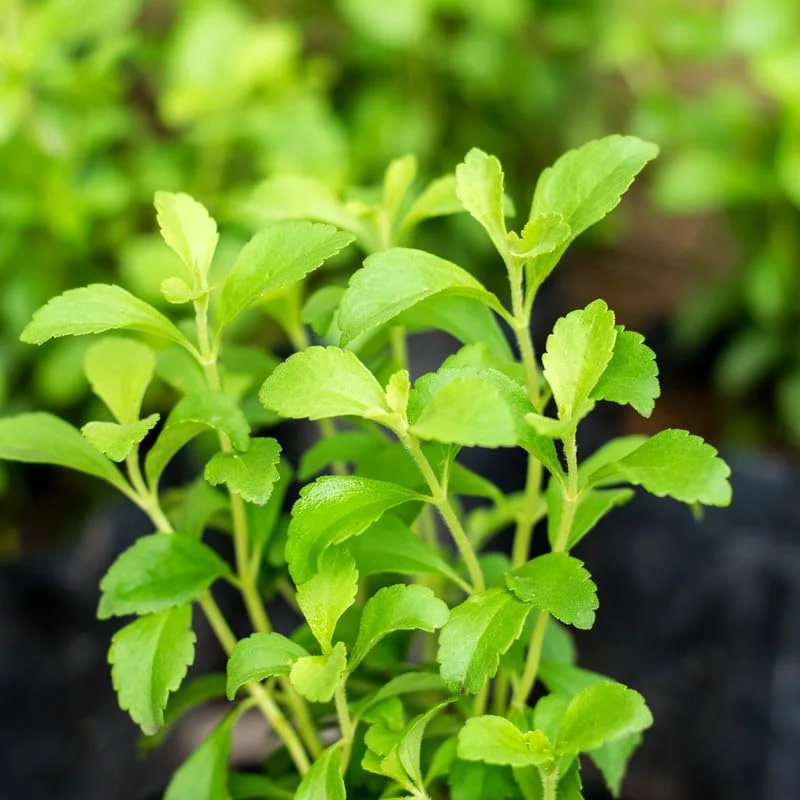 Stevia Plant Live, Sweet Leaf Stevia Live Plant, Live Stevia Plant for Garden, Herb Plant Live Well Rooted