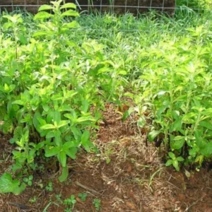 02 Live Stevia Plants, Sweet Leaf Stevia Live Plant, Stevia Plant Live for Planting Indoor Outdoor, Herb Plant Live Well Rooted