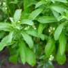 02 Live Stevia Plants, Sweet Leaf Stevia Live Plant, Stevia Plant Live for Planting Indoor Outdoor, Herb Plant Live Well Rooted