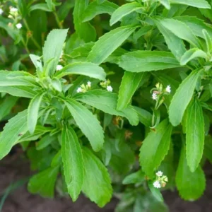 02 Live Stevia Plants, Sweet Leaf Stevia Live Plant, Stevia Plant Live for Planting Indoor Outdoor, Herb Plant Live Well Rooted