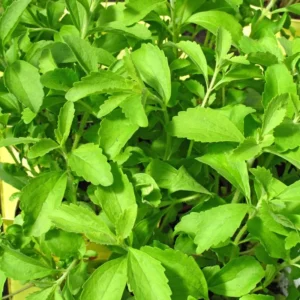 02 Live Stevia Plants, Sweet Leaf Stevia Live Plant, Stevia Plant Live for Planting Indoor Outdoor, Herb Plant Live Well Rooted