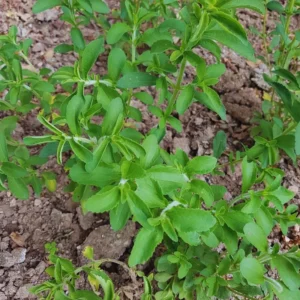 02 Live Stevia Plants, Sweet Leaf Stevia Live Plant, Stevia Plant Live for Planting Indoor Outdoor, Herb Plant Live Well Rooted