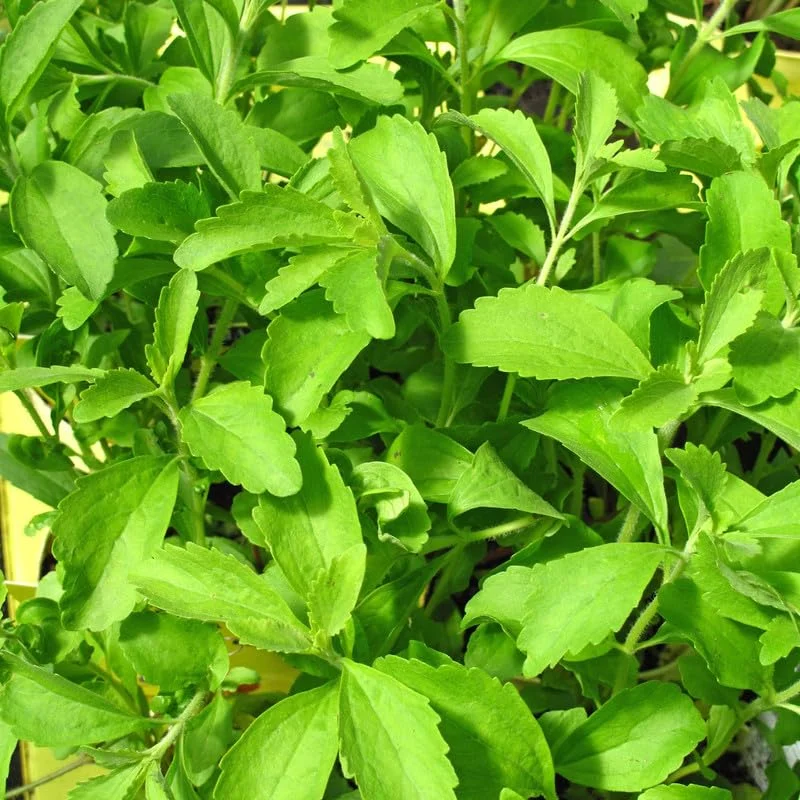 Live Stevia Plant, Sweet Leaf Stevia Live Plant, Stevia Plant Live for Planting Indoor Outdoor, Herb Plant Live Well Rooted