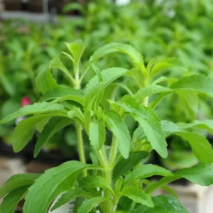 Live Stevia Plant, Sweet Leaf Stevia Live Plant, Stevia Plant Live for Planting Indoor Outdoor, Herb Plant Live Well Rooted