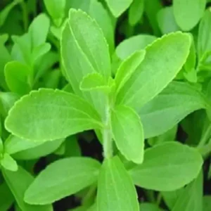 02 Live Stevia Plants, Sweet Leaf Stevia Live Plant, Stevia Plant Live for Planting Indoor Outdoor, Herb Plant Live Well Rooted