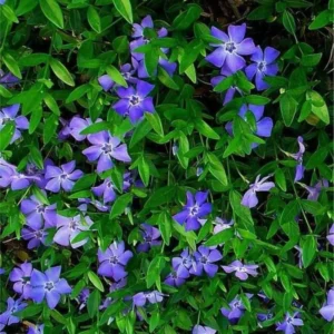 2 Vinca Plants Live, Creeping Periwinkle Plants Live, Vinca Minor Live Plant Indoor, Vinca Plant Pot, Ground Cover Plant Live, 4 to 6 Inches Tall In 4 Inches Pot