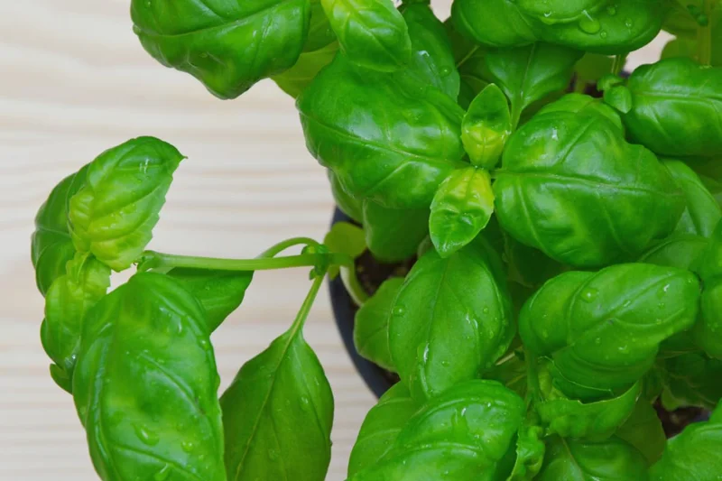 4 Sweet Basil Plants Live, Basil Live Plant, 3 to 5 Inc Tall, Large Leaf Basil Plants, Basil Herb Plant Indoors Outdoors