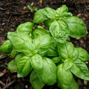 4 Sweet Basil Plants Live, Basil Live Plant, 3 to 5 Inc Tall, Large Leaf Basil Plants, Basil Herb Plant Indoors Outdoors
