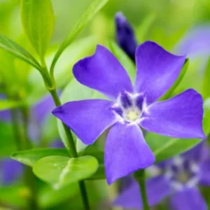 Pack 04 of Vinca Minor Plants Live, Creeping Periwinkle Plants Live, Vinca Minor Live Plant Indoor, 3 to 6 Inches Tall, Purple Vinca Plant Pot, Ground Cover Plant Live In 4 Inches Pot