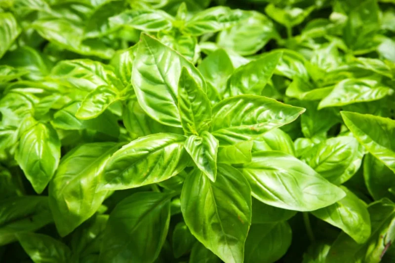 04 Large Leaf Basil Plants, Sweet Basil Plants, 3 Inc Potted, Live Basil Plants, Basil Live Plants, 3 to 5 Inches Tall, Basil Starter Plant Indoor Outdoor