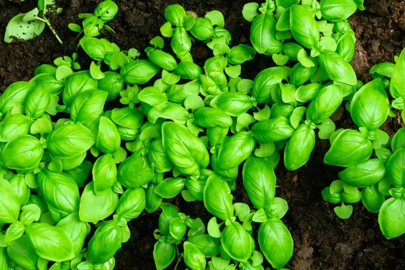 04 Large Leaf Basil Plants, Sweet Basil Plants, 3 Inc Potted, Live Basil Plants, Basil Live Plants, 3 to 5 Inches Tall, Basil Starter Plant Indoor Outdoor