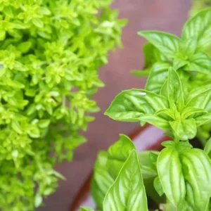 Set 6 Sweet Basil Plants Live, Basil Live Plant, Large Leaf Basil Plants, Basil Plant Pot, Basil Herb Plant, 3 to 5 Inc Tall in 3 Inc Pot